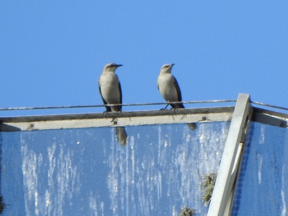 Tropikal Taklitçi - ML646348499