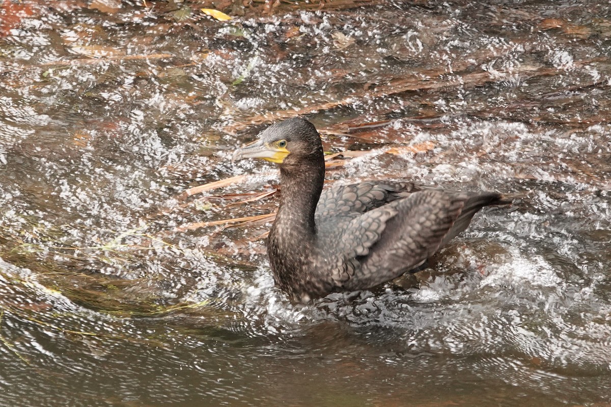 kormorán velký - ML646348502