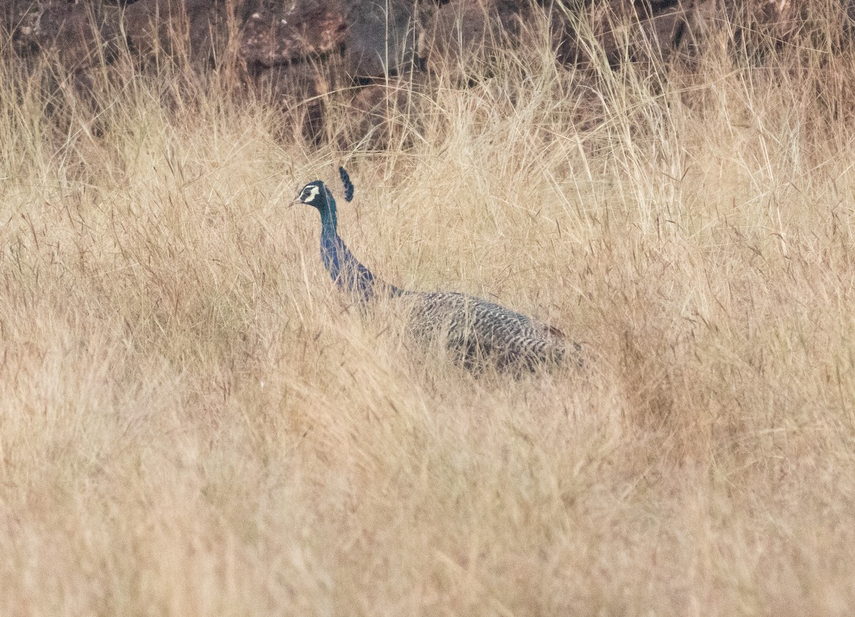 Indian Peafowl - ML646348504