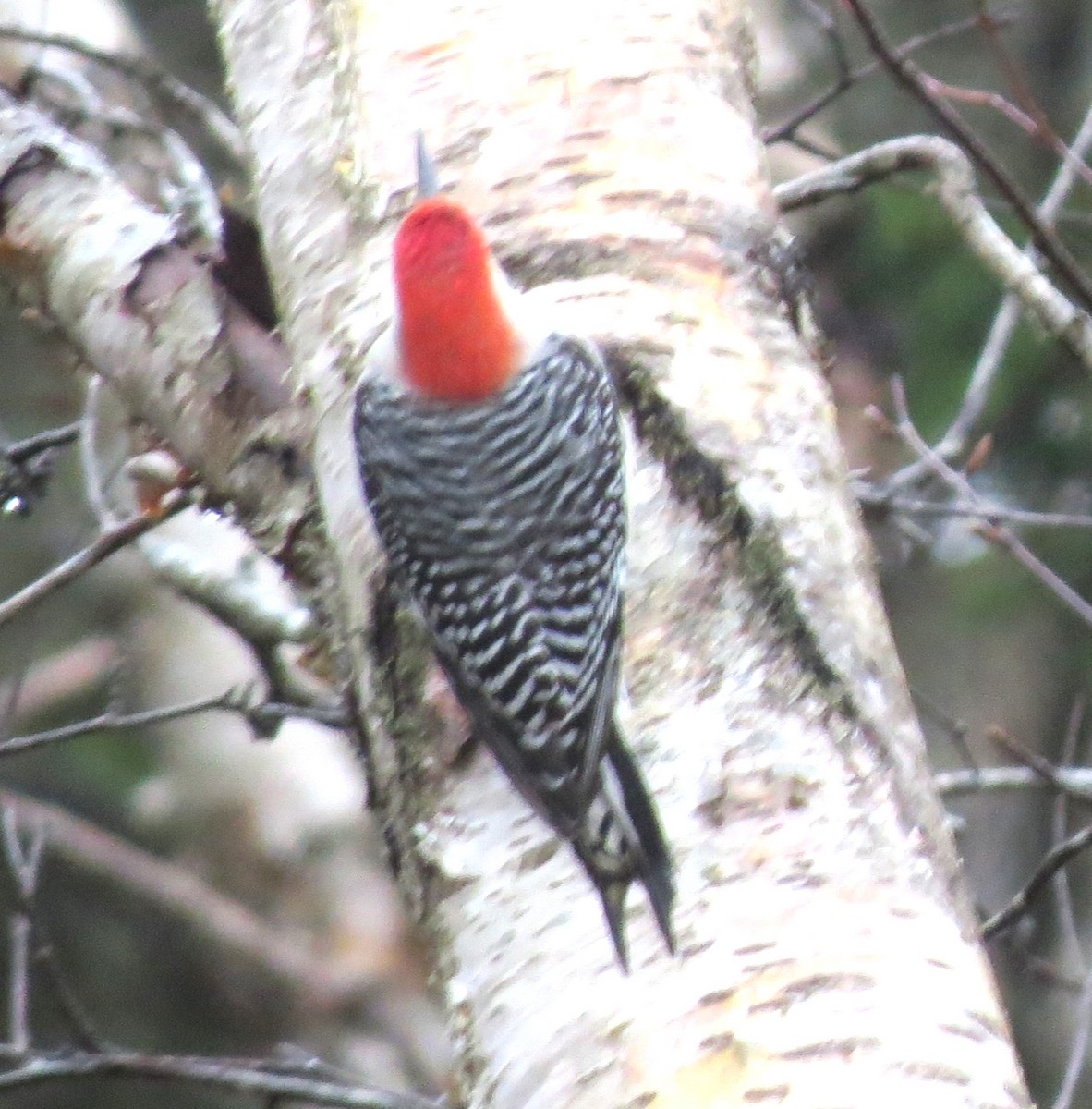 Pic à ventre roux - ML646348511