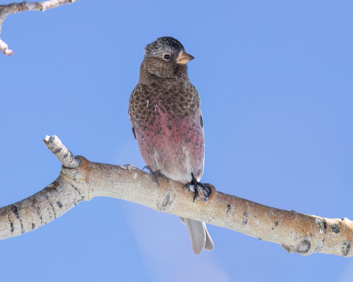 Gray-crowned Rosy-Finch - ML646348513
