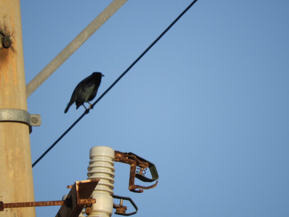 Carib Grackle - ML646348522