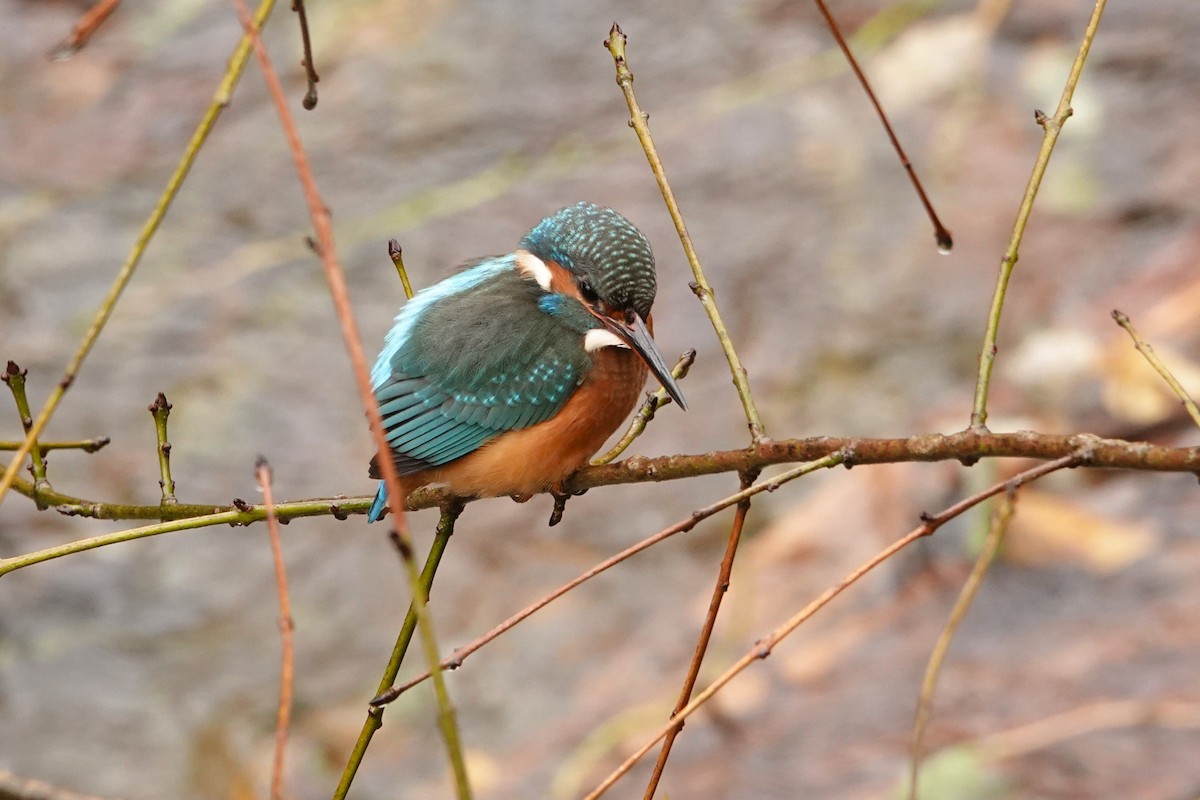 Common Kingfisher - ML646348523