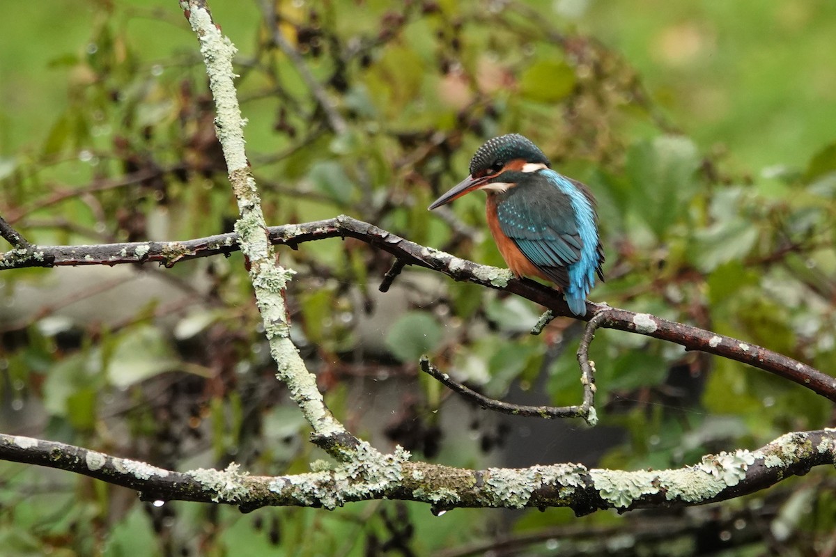 Common Kingfisher - ML646348524