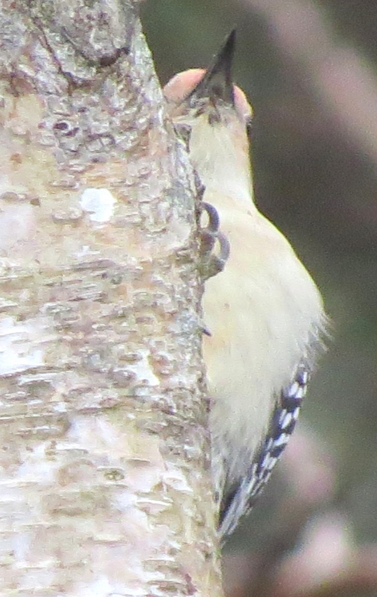 Pic à ventre roux - ML646348525