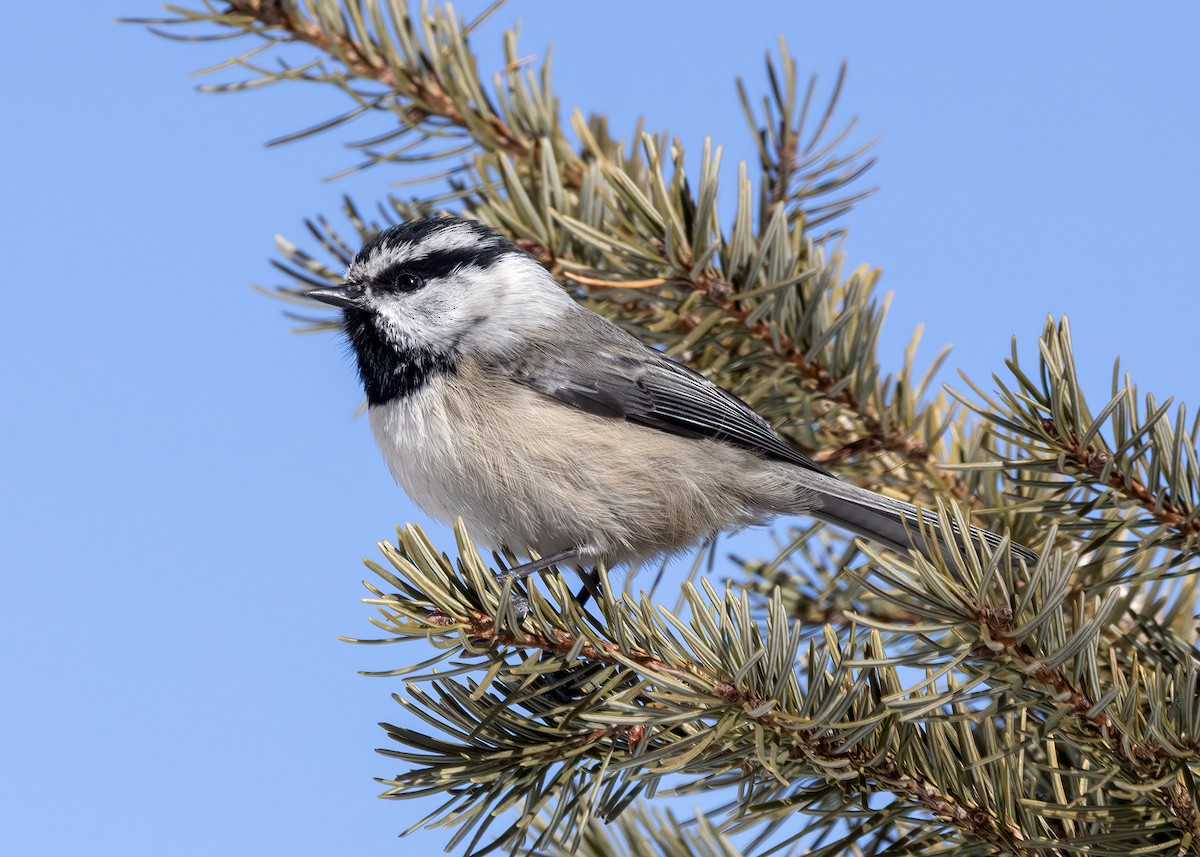 Mountain Chickadee - ML646348526