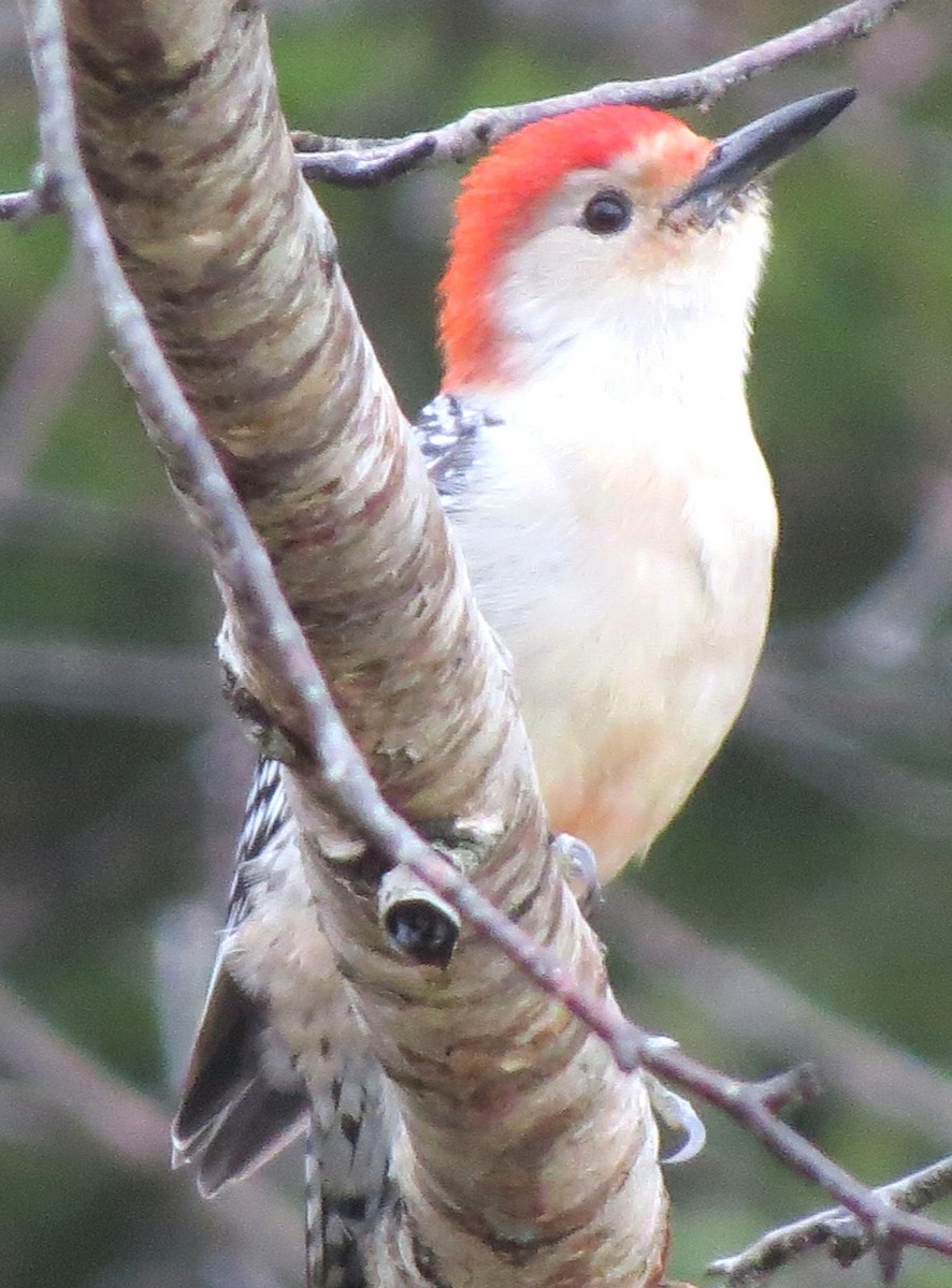 Pic à ventre roux - ML646348531