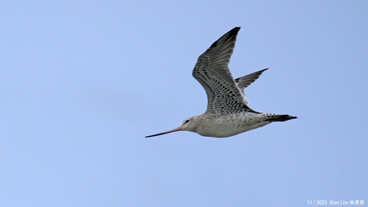 Bar-tailed Godwit - ML646348532