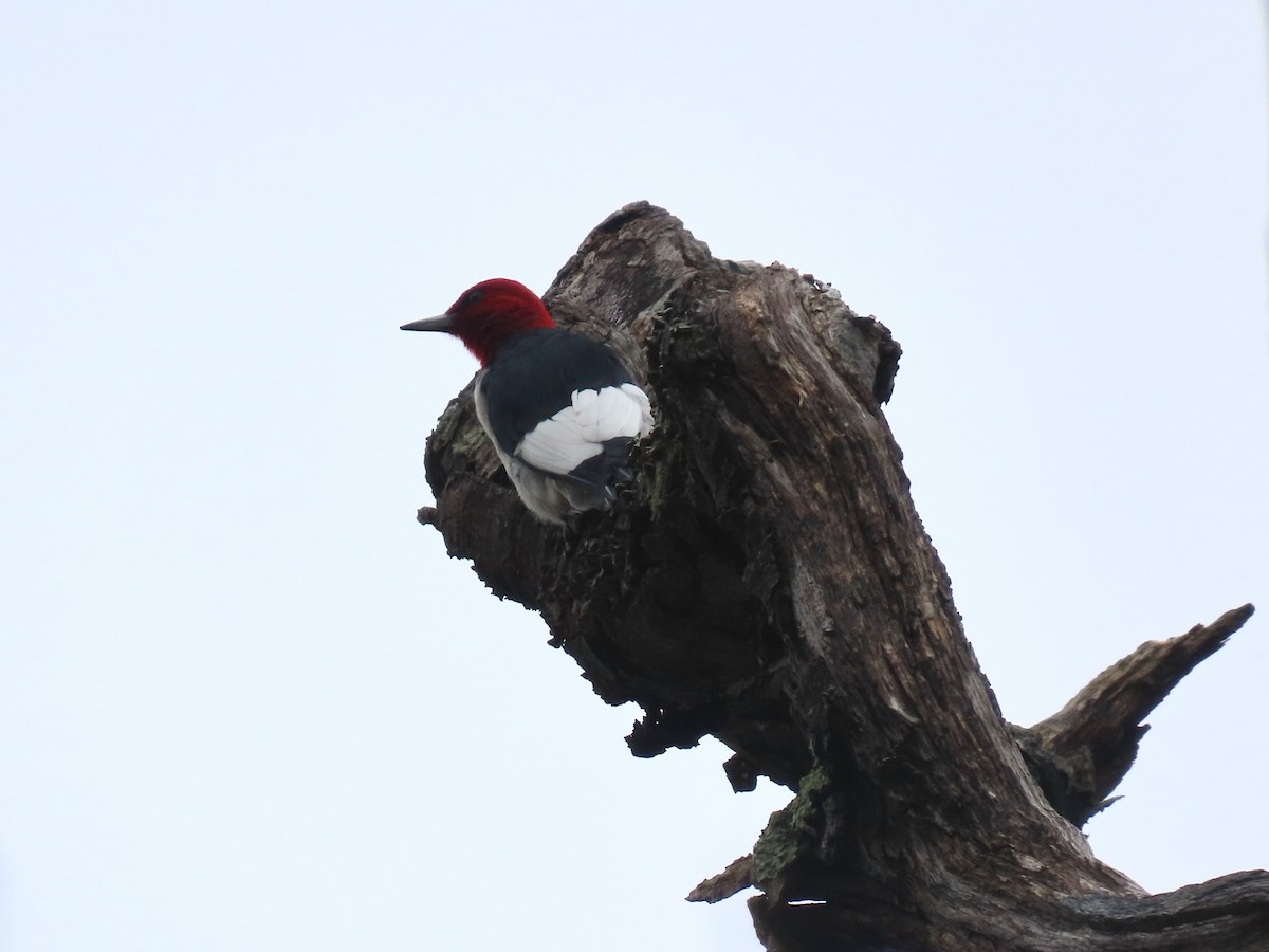 Red-headed Woodpecker - ML646348533