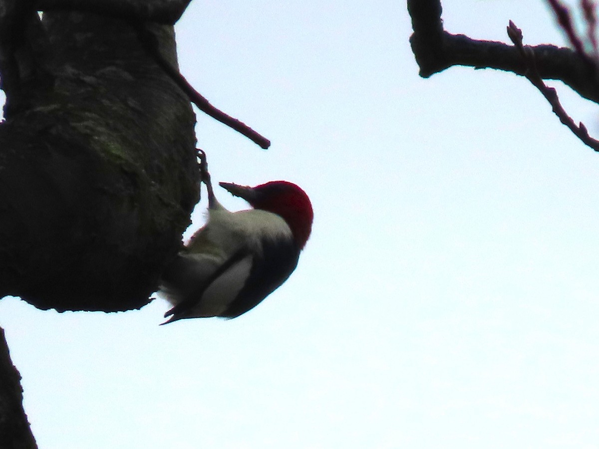Red-headed Woodpecker - ML646348534