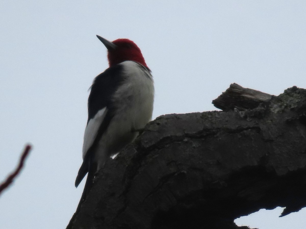 Red-headed Woodpecker - ML646348535