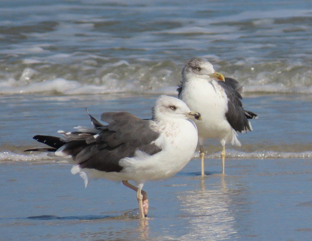 Gaviota Sombría - ML646348538