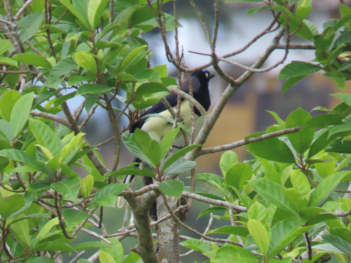 Black-chested Jay - ML646348545