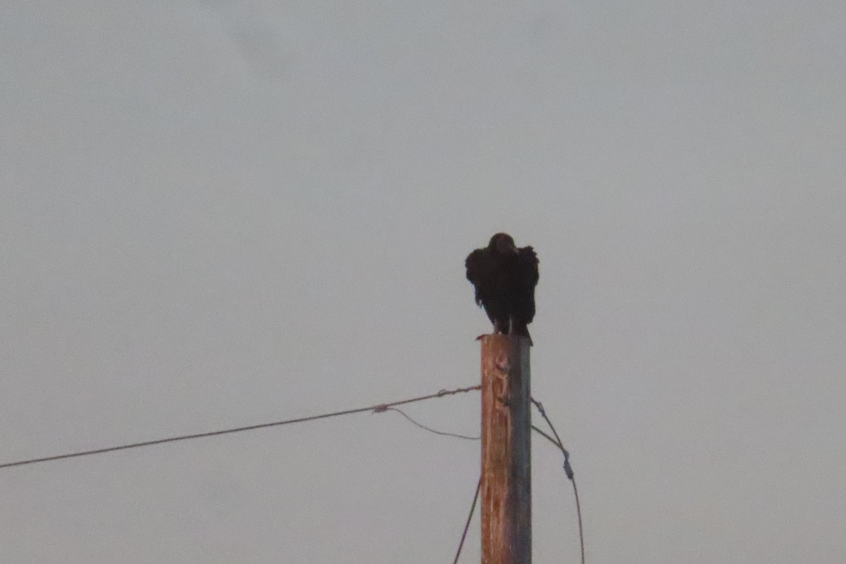 Black Vulture - ML646348548