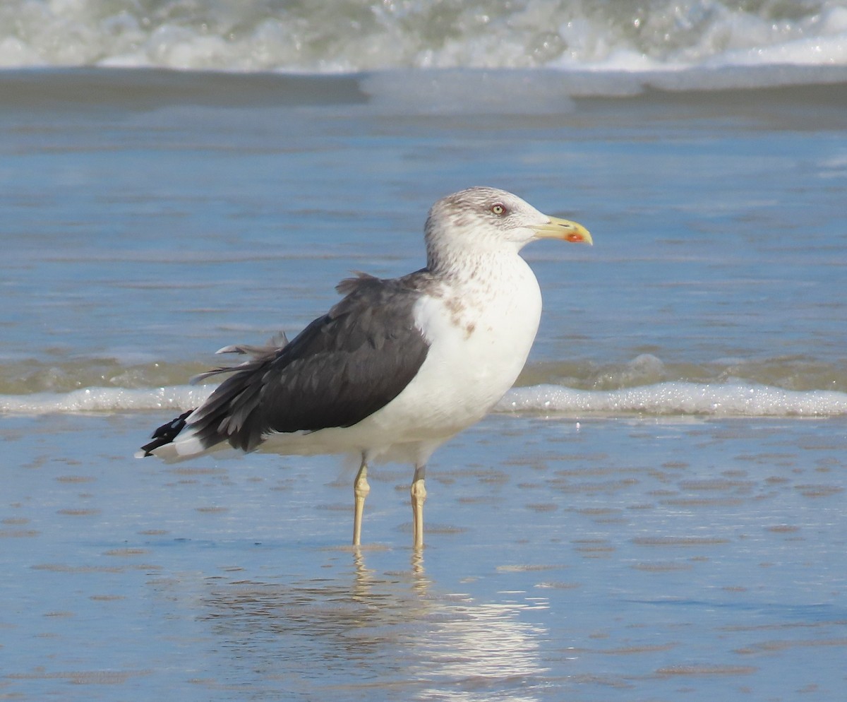Gaviota Sombría - ML646348549