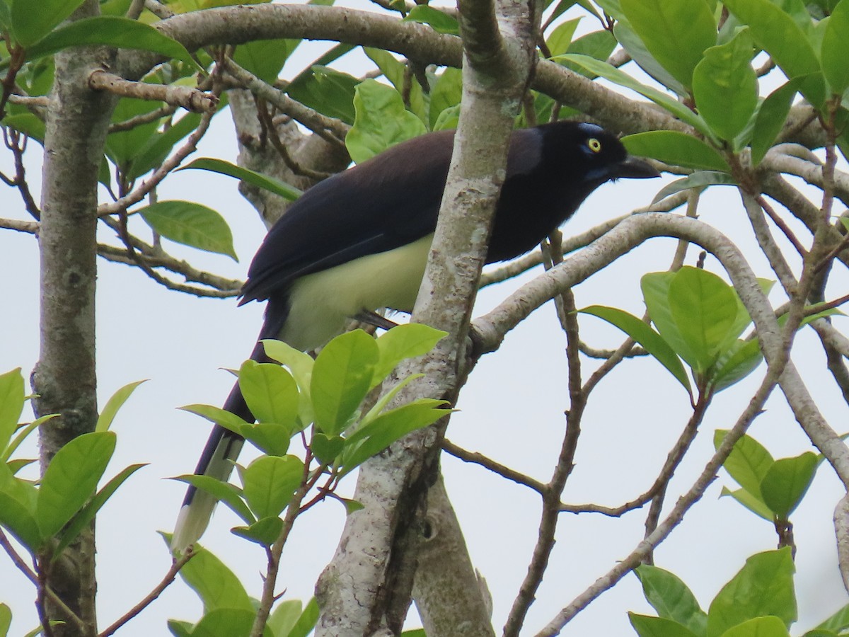 Black-chested Jay - ML646348550