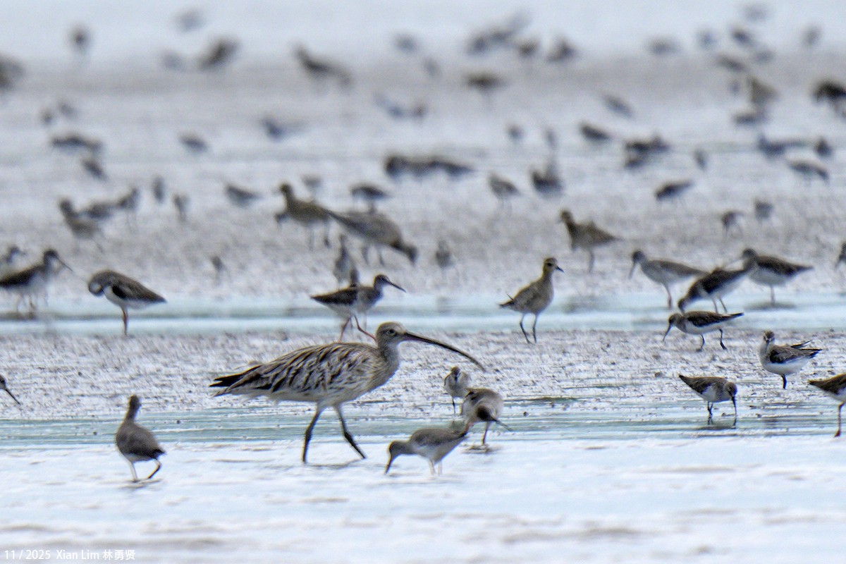Eurasian Curlew - ML646348551