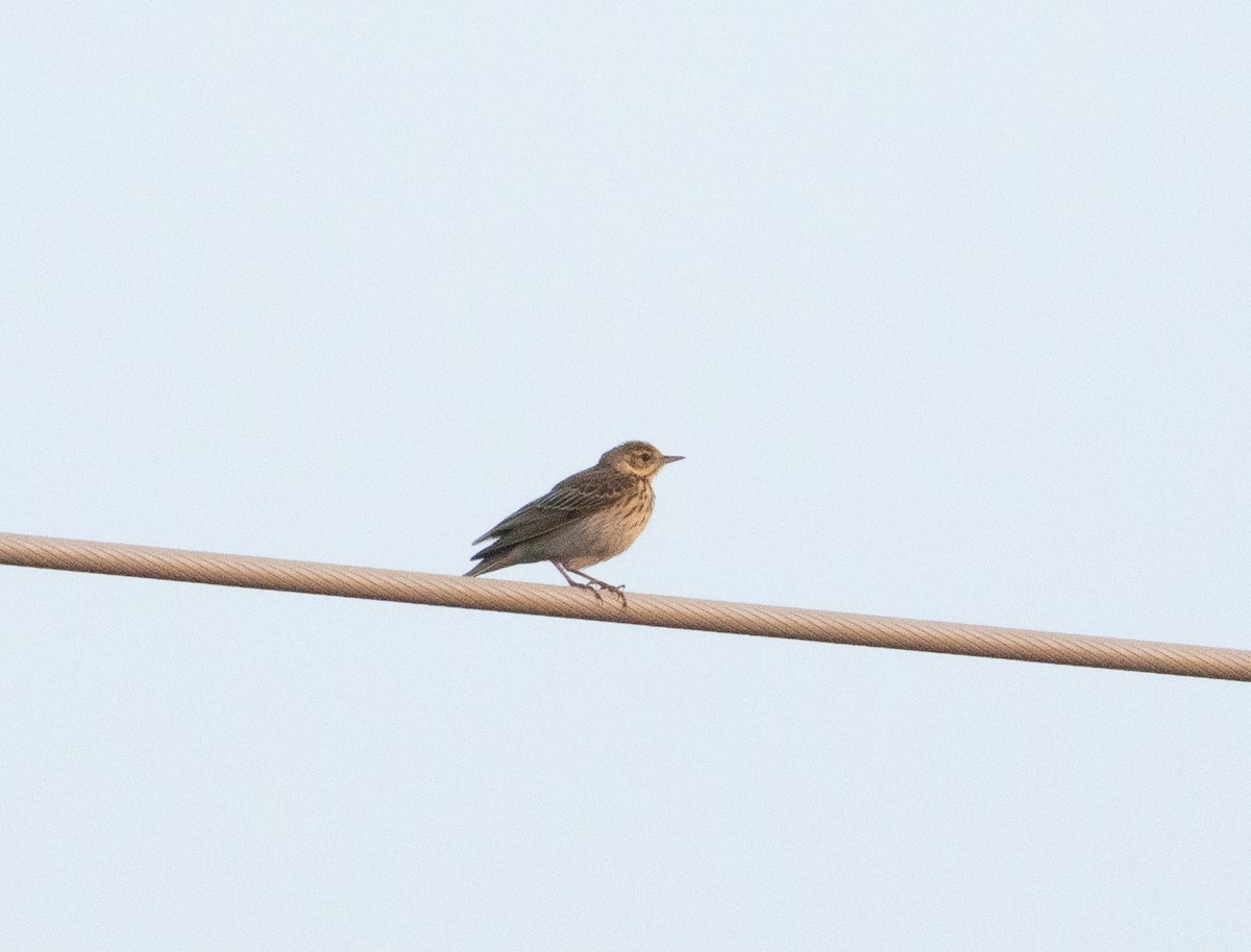 Tree Pipit - ML646348552
