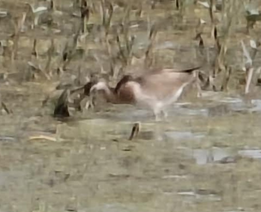 ostnák hnědoocasý - ML646348558