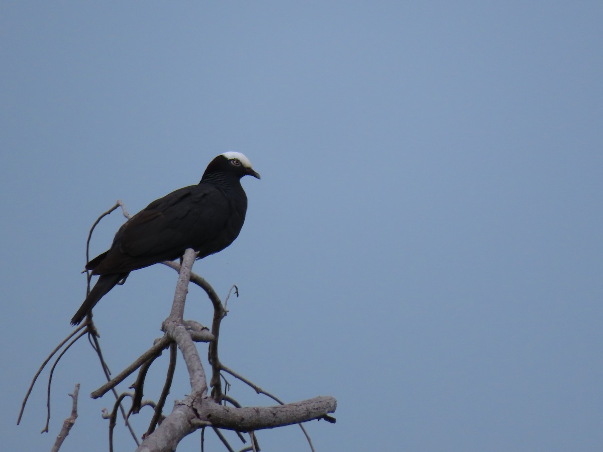 White-crowned Pigeon - ML646348563