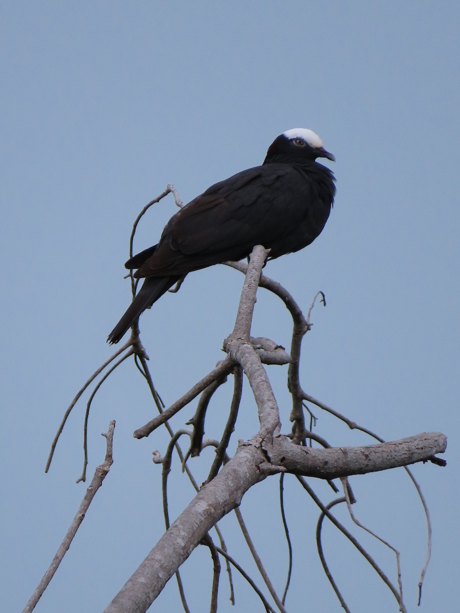 White-crowned Pigeon - ML646348564