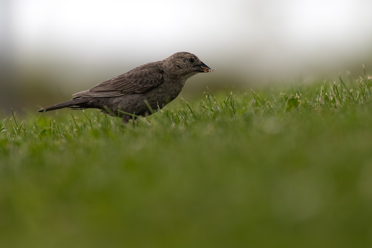 vlhovec hnědohlavý - ML646348565