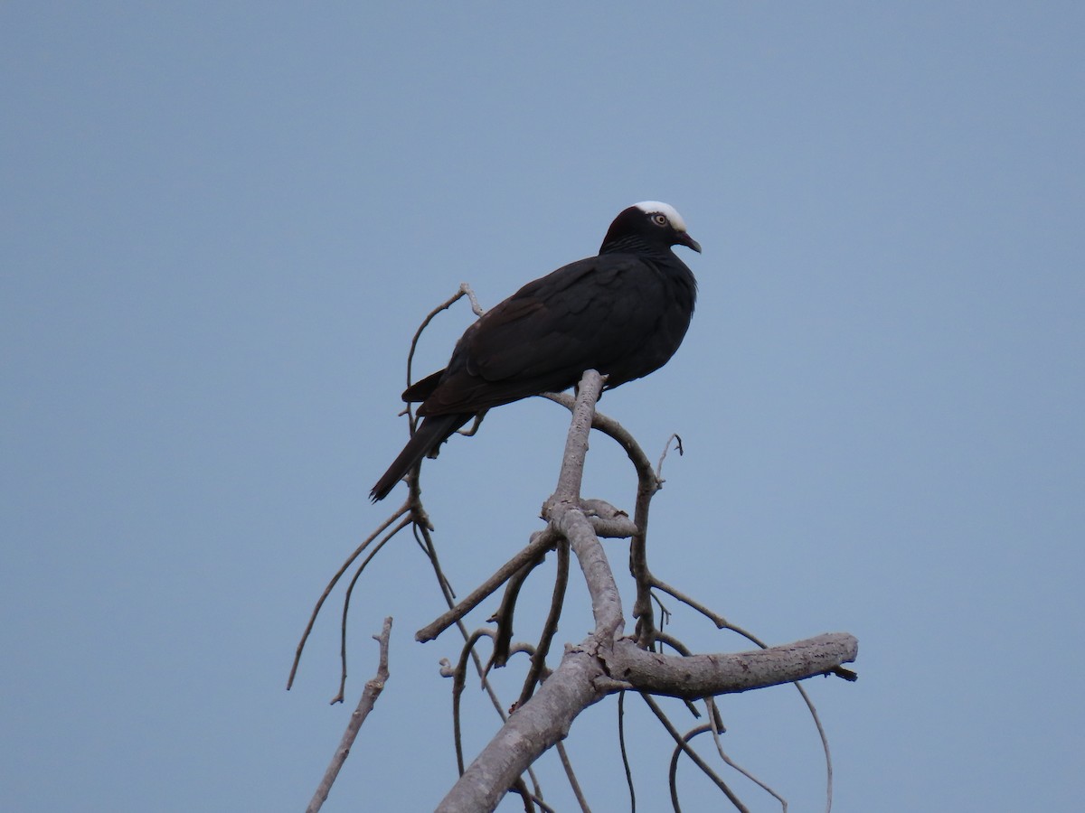 White-crowned Pigeon - ML646348566