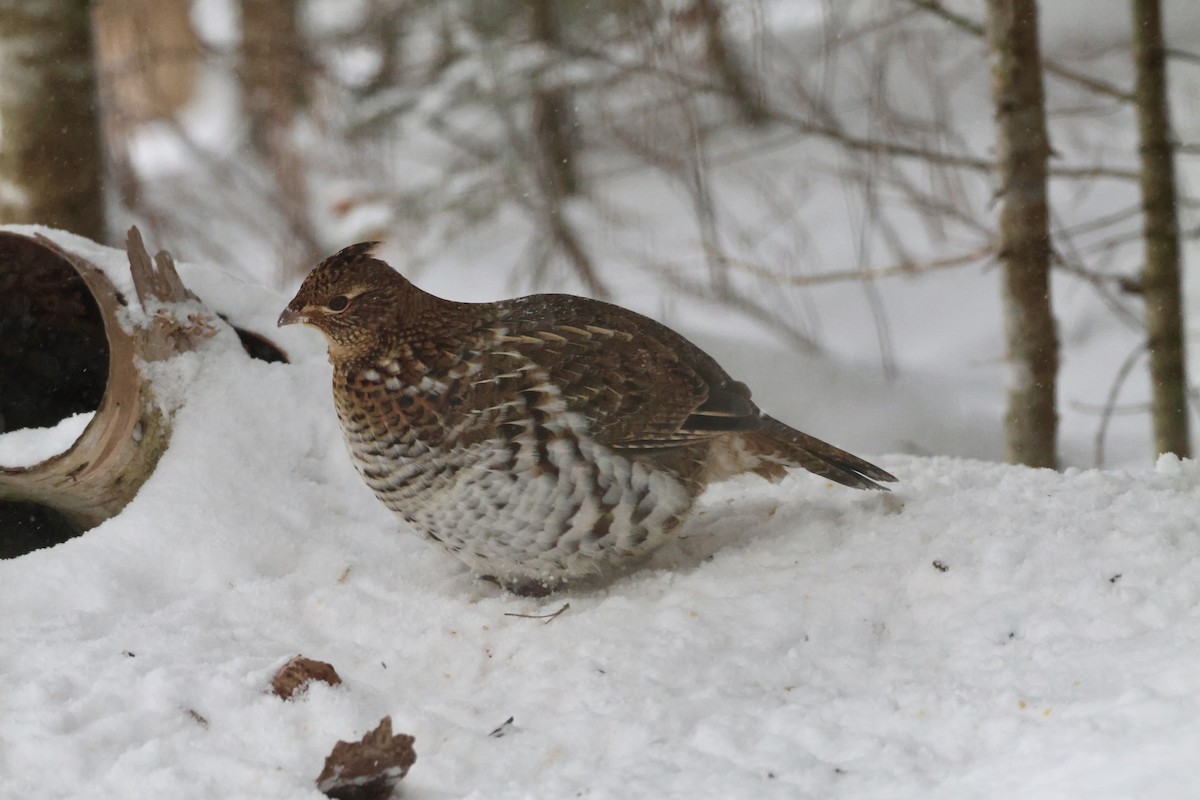 kragejerpe - ML646348568