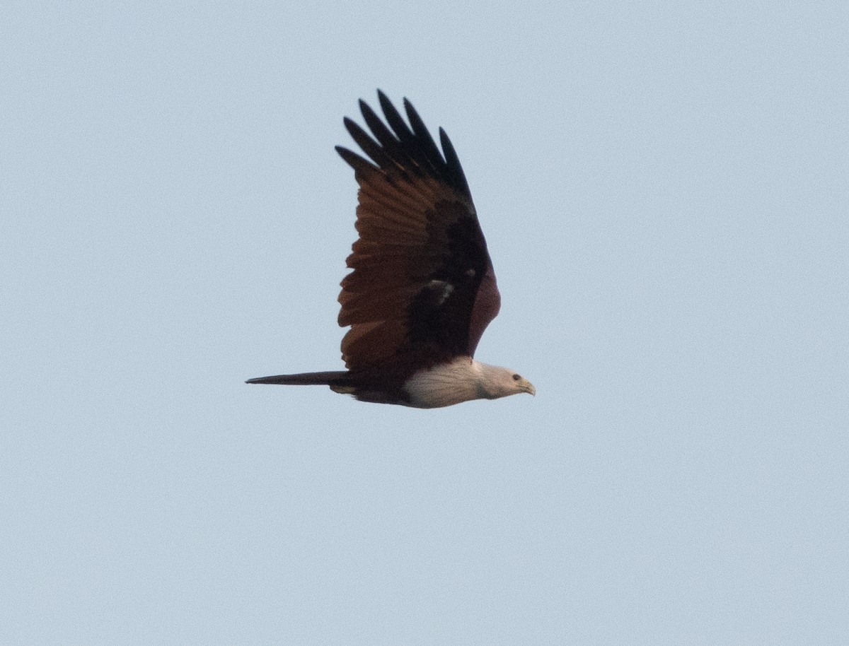Brahminy Kite - ML646348569