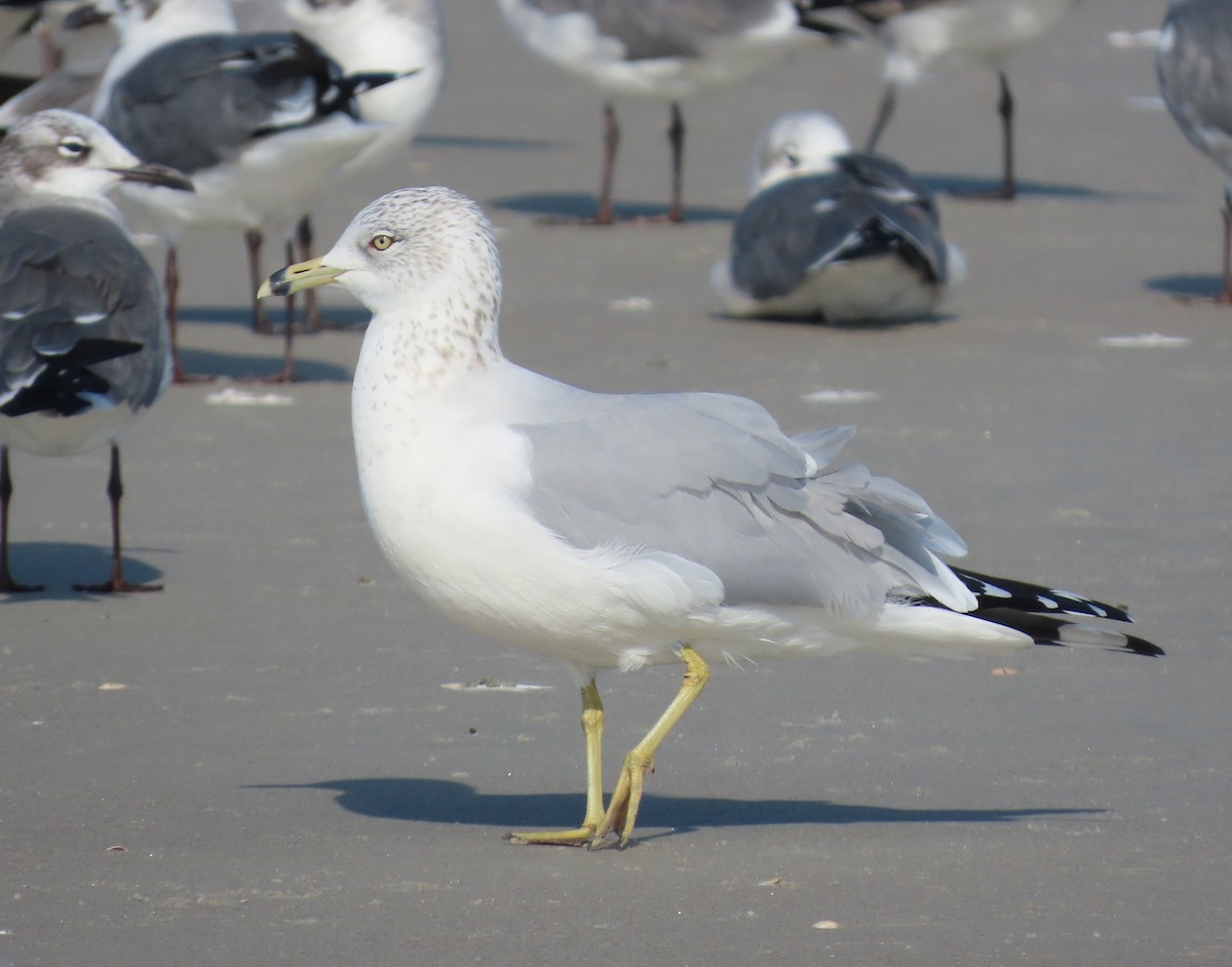 クロワカモメ - ML646348570