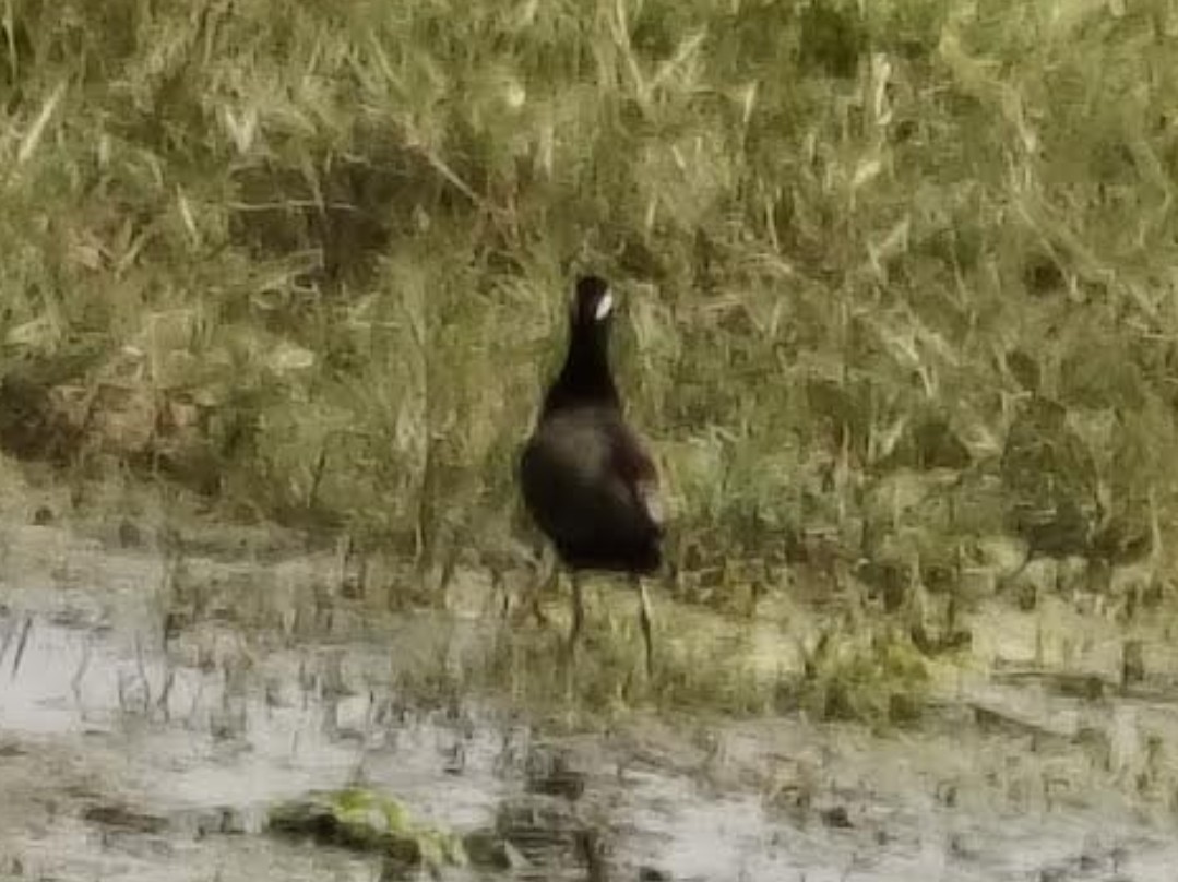 ostnák hnědoocasý - ML646348572