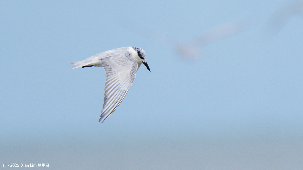 黑腹燕鷗 - ML646348573