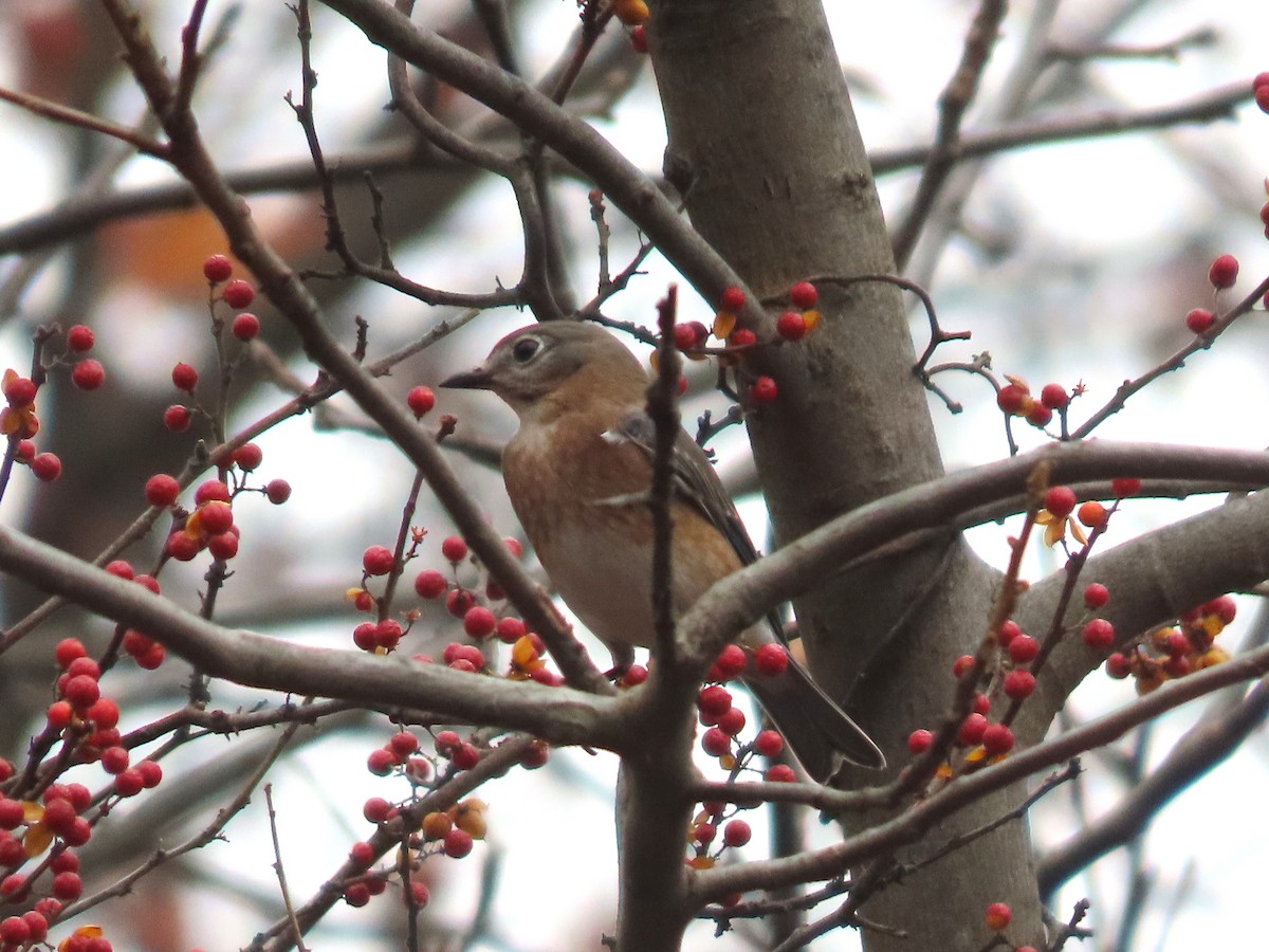 Eastern Bluebird - ML646348586