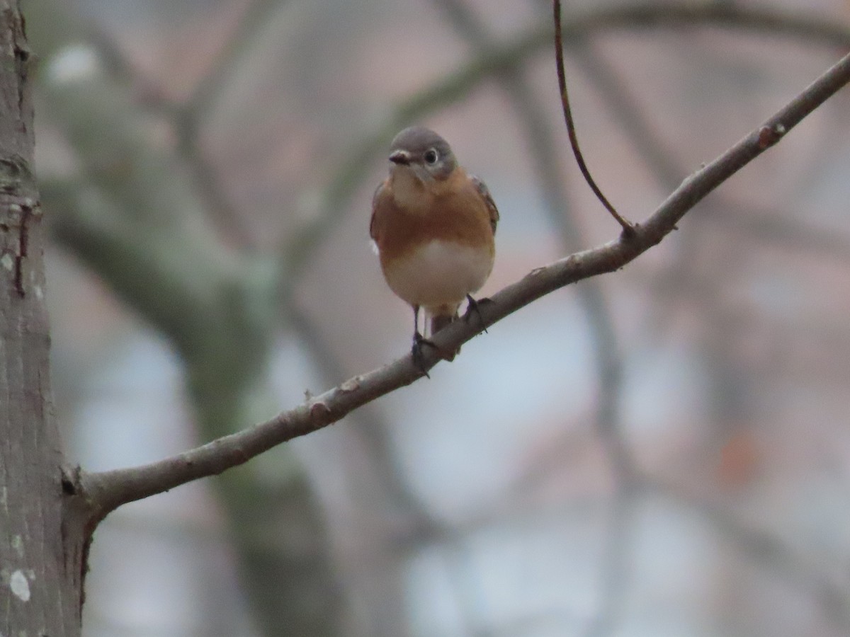 Eastern Bluebird - ML646348587