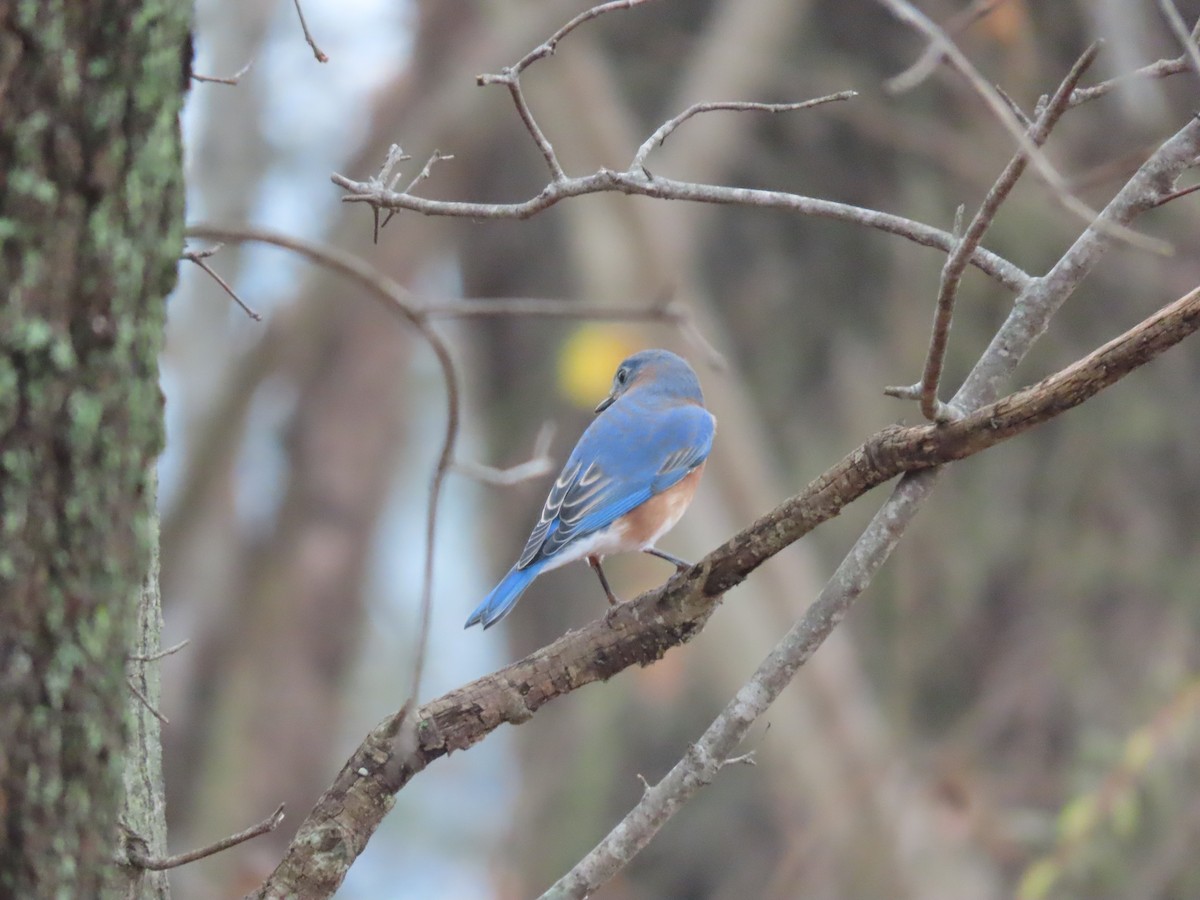 Eastern Bluebird - ML646348588