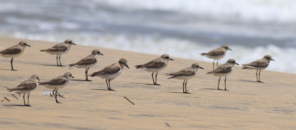 Tibetan Sand-Plover - ML646348592