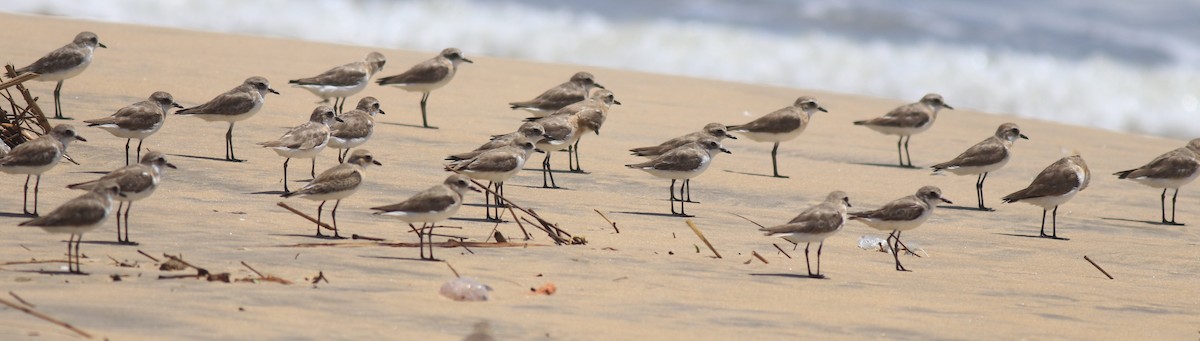 Tibetan Sand-Plover - ML646348593