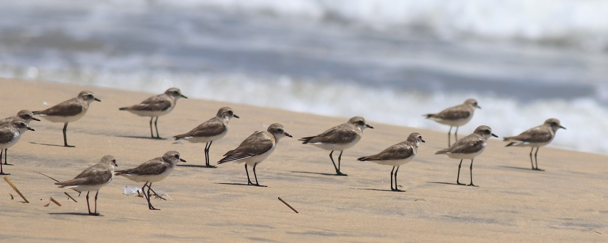 Tibetan Sand-Plover - ML646348594