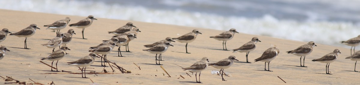 Tibetan Sand-Plover - ML646348595