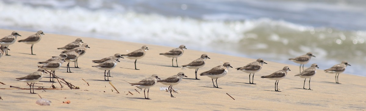 Tibetan Sand-Plover - ML646348596