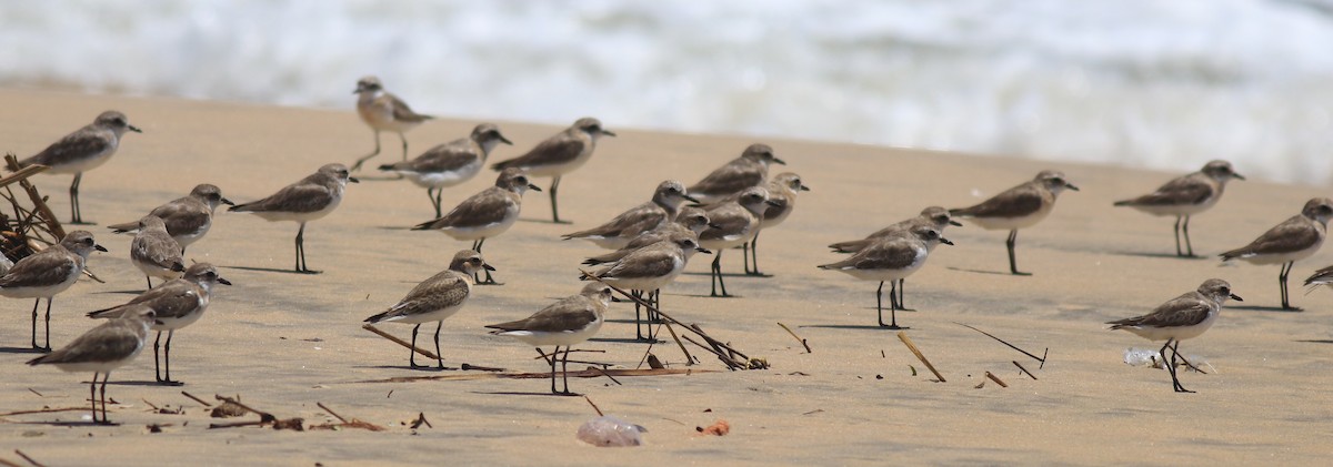 Tibetan Sand-Plover - ML646348597