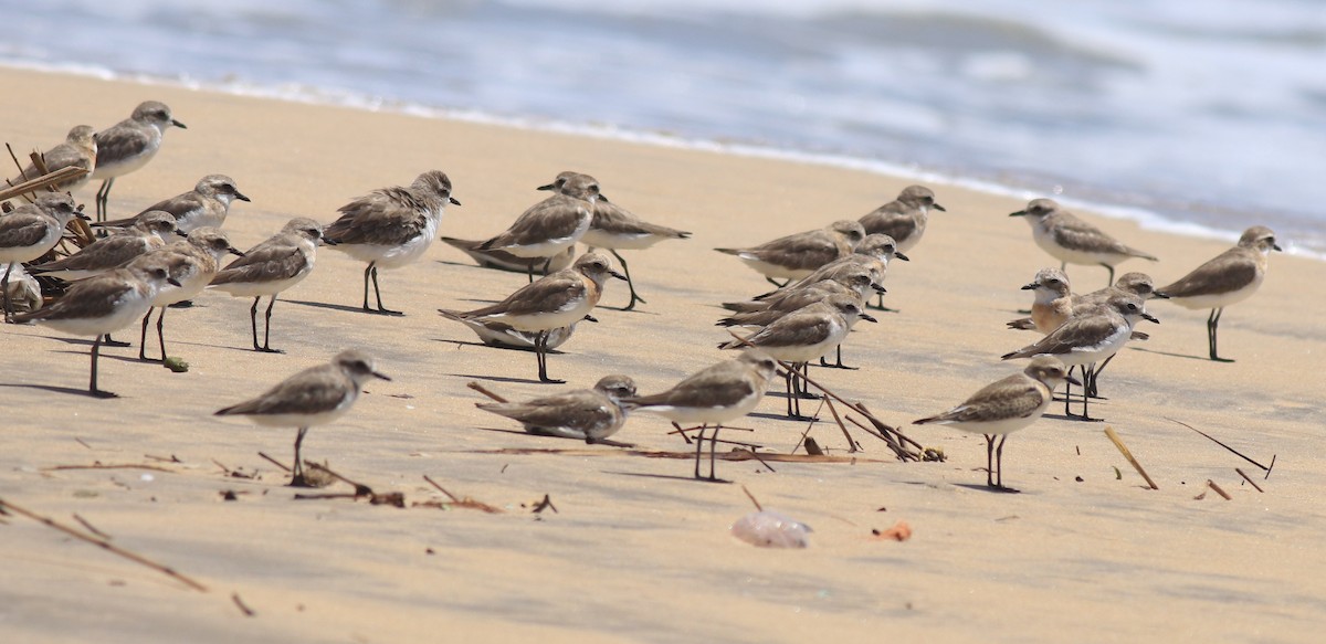 Tibetan Sand-Plover - ML646348598