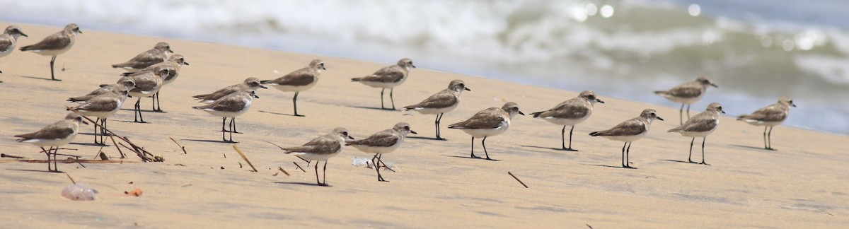 Tibetan Sand-Plover - ML646348599