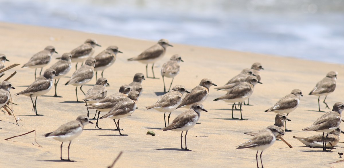 Tibetan Sand-Plover - ML646348600
