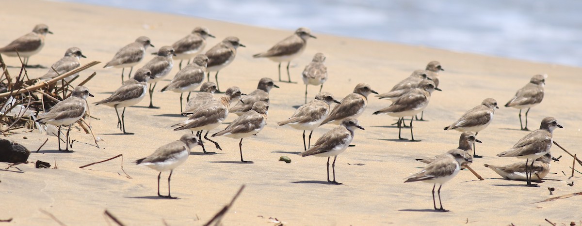 Tibetan Sand-Plover - ML646348601