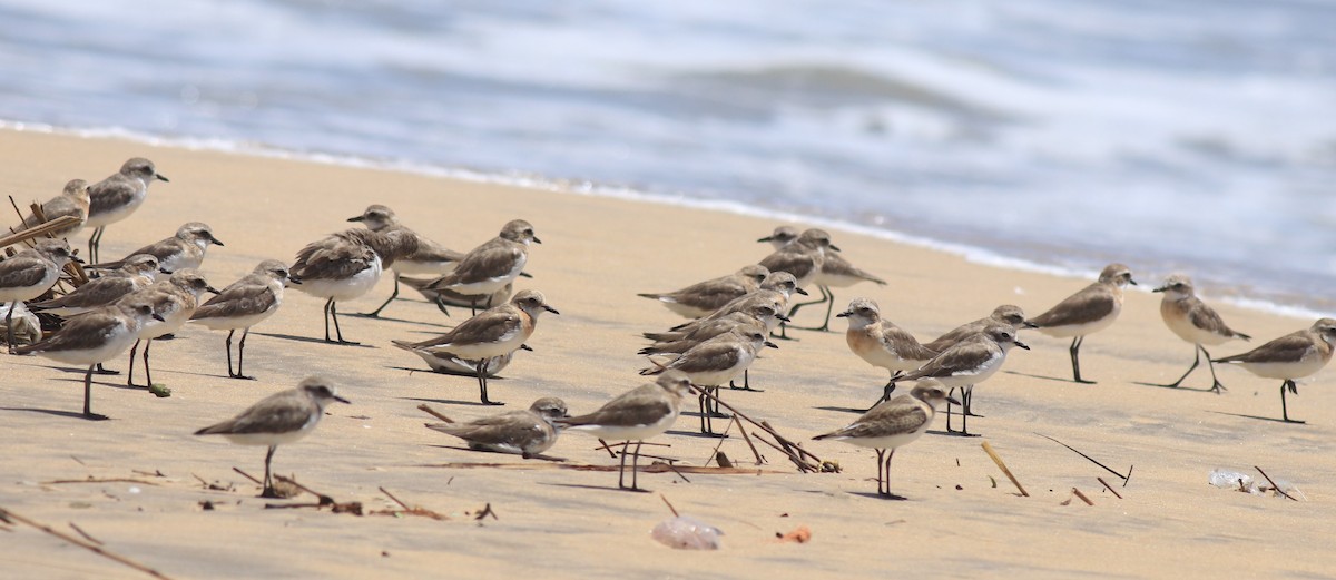 Tibetan Sand-Plover - ML646348602
