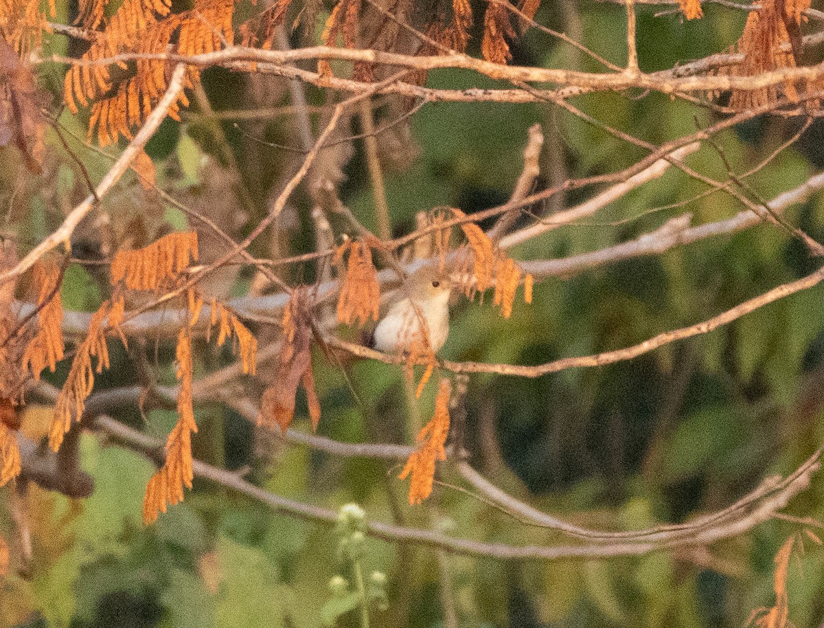 Taiga Flycatcher - ML646348604