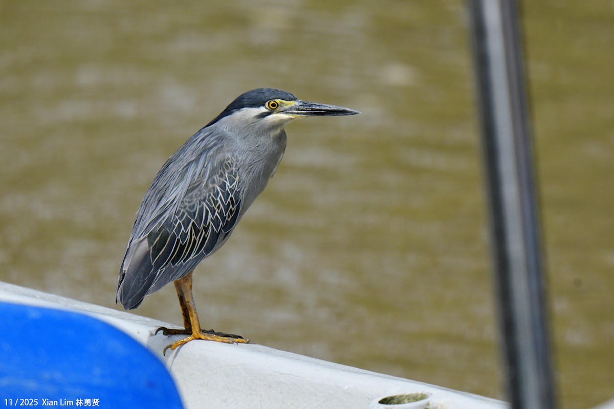 Little Heron - ML646348605