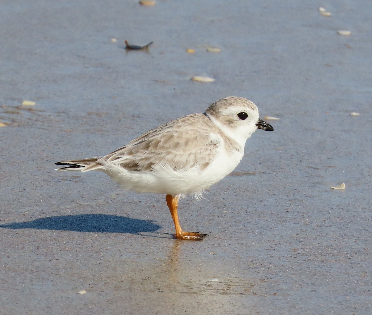 Piping Plover - ML646348612
