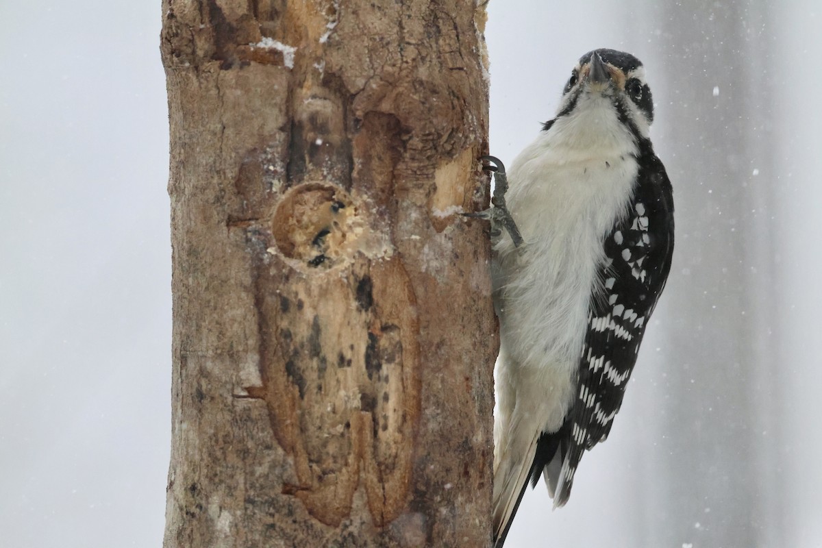Hairy Woodpecker - ML646348613